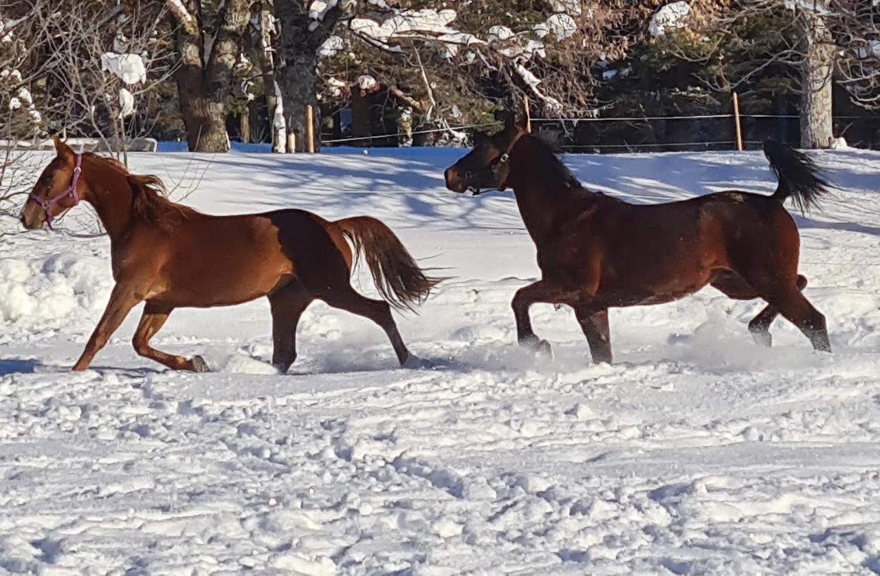 Haras De Seranon Villa Екстериор снимка